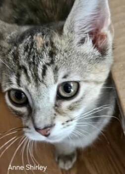 Domestic Short Hair Cats Available for Adoption - Anne Shirley | PetCurious