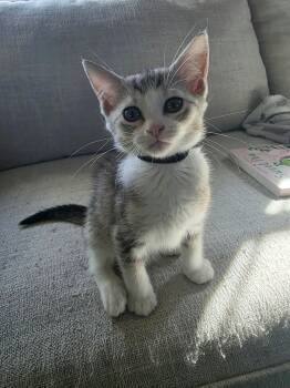 Fred - Sweet and affectionate kitten -  Domestic Short Hair Cat for Adoption in Muskego, Wisconsin - Fred - Sweet And Affectionate Kitten | PetCurious