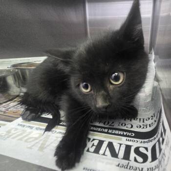 Branwen -  Domestic Short Hair Cat Available for Adoption in Salt Lake City, Utah - Branwen | PetCurious
