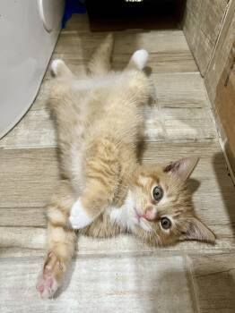 Ernie -  Domestic Short Hair Cat for Adoption in Philadelphia, Pennsylvania - Ernie | PetCurious