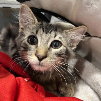 William -  Domestic Long Hair Cat for Adoption in Tampa, Florida - William | PetCurious