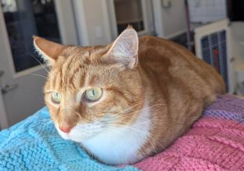 Domestic Short Hair Cats Available for Adoption in Buena Vista, Colorado - Amber | PetCurious