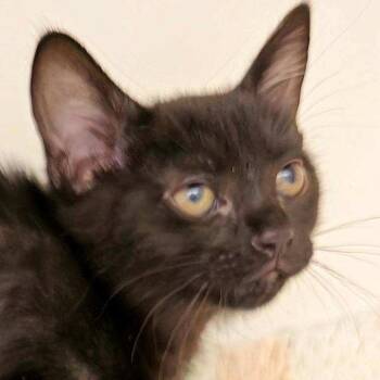 Domestic Short Hair Cats Available for Adoption in Cumming, Georgia - Oreo 3 | PetCurious