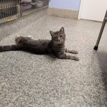 Domestic Short Hair Cats Available for Adoption in Falls Church, Virginia - Hermes | PetCurious
