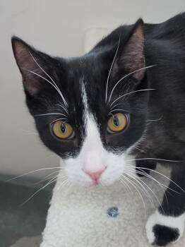 Howell -  Domestic Short Hair Cat for Adoption in Corrales, New Mexico - Howell | PetCurious