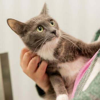 Scarlet -  Domestic Short Hair Cat for Adoption in Clavet, Saskatchewan - Scarlet | PetCurious