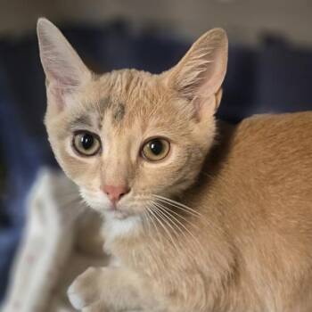 Lindt -  Domestic Short Hair Cat for Adoption in Oakland, California - Lindt | PetCurious