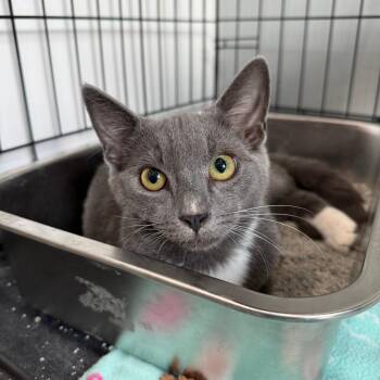 Peko -  Domestic Short Hair Cat for Adoption in Bradenton, Florida - Peko | PetCurious