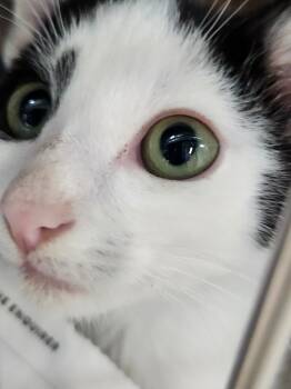 Rescue Domestic Short Hair Cats for Adoption in Cincinnati, Ohio - Mr. Boogie | PetCurious