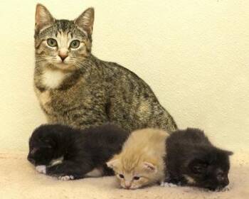Domestic Short Hair Cats Available for Adoption in Cashiers, North Carolina - Slider | PetCurious