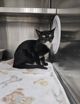 Drake -  Domestic Short Hair Cat for Adoption in Webster, Massachusetts - Drake | PetCurious