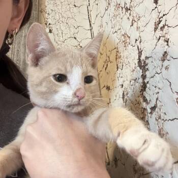 Rescue Domestic Short Hair Cats for Adoption in Pottsboro, Texas - Alexander | PetCurious