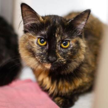 Domestic Long Hair Cats Available for Adoption in Dover, New Hampshire - Janet | PetCurious