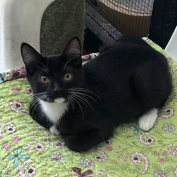 whimsical -  Domestic Short Hair Cat for Adoption in Veneta, Oregon - Whimsical | PetCurious