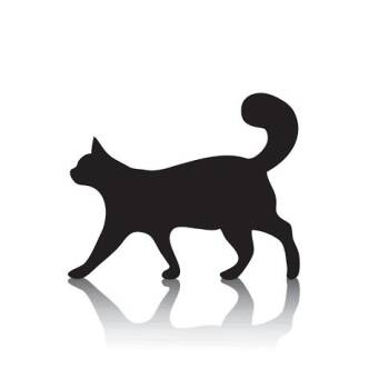 Sylvester -  Domestic Short Hair Cat for Adoption in Columbus, North Carolina - Sylvester | PetCurious