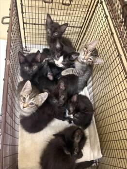 VIOLET -  Domestic Short Hair Cat for Adoption in Tustin, California - VIOLET | PetCurious