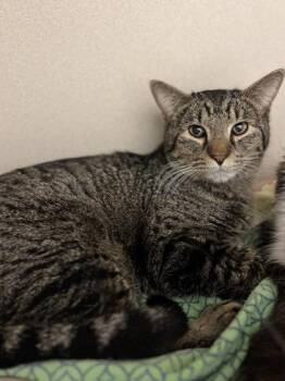 Domestic Short Hair Cats Available for Adoption in Hackensack, Minnesota - Oats | PetCurious