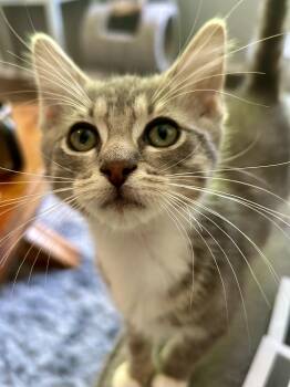 Stitch -  Domestic Short Hair Cat for Adoption in Bellmawr, New Jersey - Stitch | PetCurious