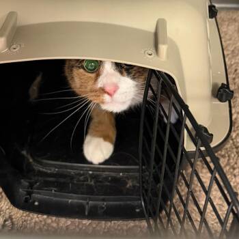 Domestic Short Hair Cats Available for Adoption - Cheese | PetCurious