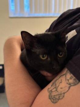 Domestic Short Hair Cats Available for Adoption - Hailey | PetCurious