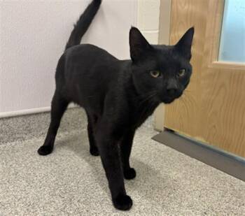 BLACKBEARD -  Domestic Short Hair Cat for Adoption in Loveland, Colorado - BLACKBEARD | PetCurious