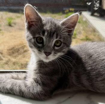 Brienne -  Tabby Cat for Adoption in Greenfield, California - Brienne | PetCurious