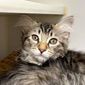 Dexter -  Domestic Medium Hair and Domestic Short Hair Cat for Adoption in Woodinville, Washington - Dexter | PetCurious
