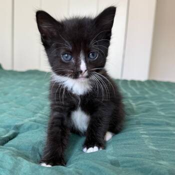 Faye -  Domestic Short Hair Cat for Adoption - Faye | PetCurious