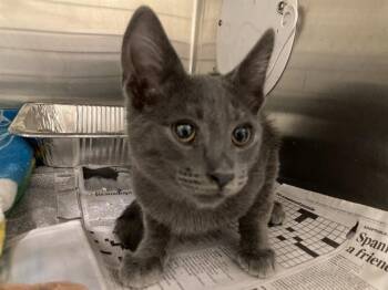 ASHER JAMES -  Domestic Short Hair Cat for Adoption in Tustin, California - ASHER JAMES | PetCurious