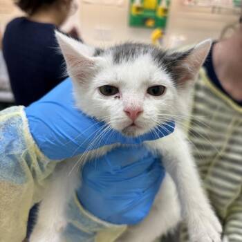 Capuchin -  Domestic Short Hair Cat for Adoption in Evanston, Illinois - Capuchin | PetCurious