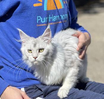 Maine Coon Cats Available for Adoption in Valparaiso, Indiana - OSSA | PetCurious