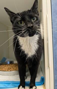 Rescue Domestic Short Hair Cats for Adoption in Bellingham, Washington - Patchouli | PetCurious