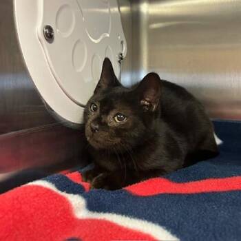 Marbles -  Domestic Short Hair Cat for Adoption in Knoxville, Tennessee - Marbles | PetCurious