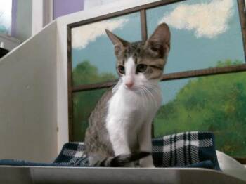 SILVER -  Domestic Short Hair Cat for Adoption in Houston, Texas - SILVER | PetCurious