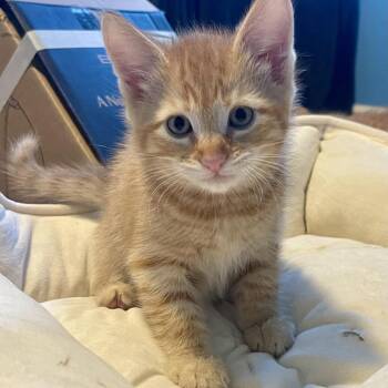 Applebee -  Domestic Short Hair Cat for Adoption in Keizer, Oregon - Applebee | PetCurious