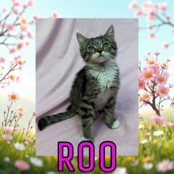 Roo -  Domestic Long Hair Cat for Adoption in Royse City, Texas - Roo | PetCurious