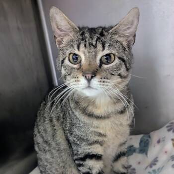 Domestic Short Hair Cats Available for Adoption in Springfield, Illinois - Aaron | PetCurious