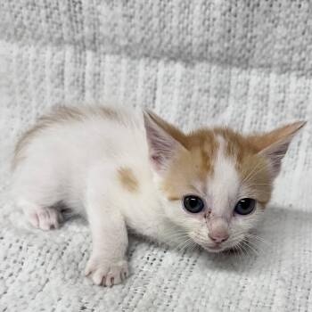 Domestic Short Hair Cats Available for Adoption in Austin, Texas - Mojo | PetCurious