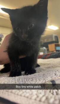 Domestic Short Hair Cats Available for Adoption in Billings, Montana - K6-Addam | PetCurious