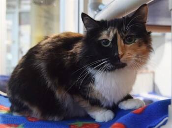 Domestic Medium Hair Cats Available for Adoption - SPRINKLE | PetCurious