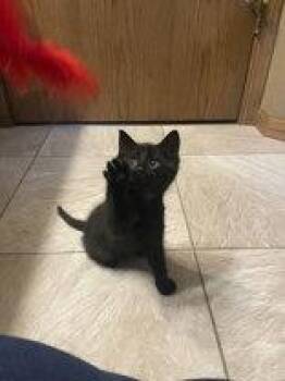 Strudel -  Domestic Short Hair Cat for Adoption in Manitowoc, Wisconsin - Strudel | PetCurious