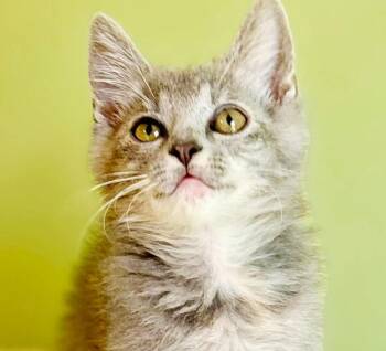 Starbucks is the zing and zip u will want all day -  Bengal and Tabby Cat for Adoption in Bedford Hills, New York - Starbucks Is The Zing And Zip U Will Want All Day | PetCurious