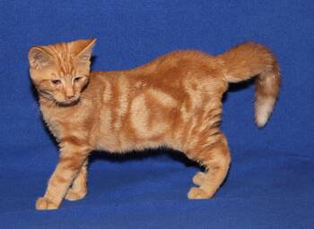 Marlin (Neutered) -  Tabby and Domestic Short Hair Cat for Adoption in Marietta, Ohio - Marlin (Neutered) | PetCurious