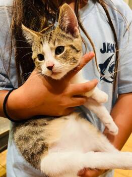 Rescue Domestic Short Hair Cats for Adoption in Santa Cruz, California - Bear | PetCurious