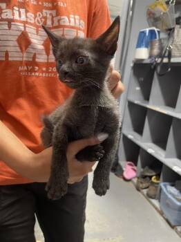 BRAD -  Domestic Short Hair Cat for Adoption in Tallahassee, Florida - BRAD | PetCurious