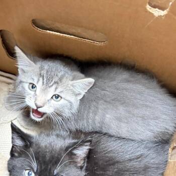 Domestic Short Hair Cats Available for Adoption in Philadelphia, Pennsylvania - Sleepy | PetCurious