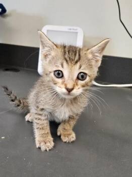 Cheerio -  Domestic Short Hair Cat for Adoption in Disputanta, Virginia - Cheerio | PetCurious