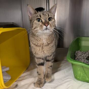 Rescue Domestic Short Hair Cats for Adoption in Manhattan, Kansas - Andromeda | PetCurious