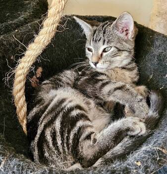 Rescue Tabby and Domestic Short Hair Cats for Adoption in Myrtle Beach, South Carolina - Ivanka | PetCurious