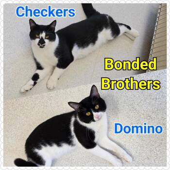 Rescue Domestic Short Hair Cats for Adoption in North Saint Paul, Minnesota - Checkers | PetCurious